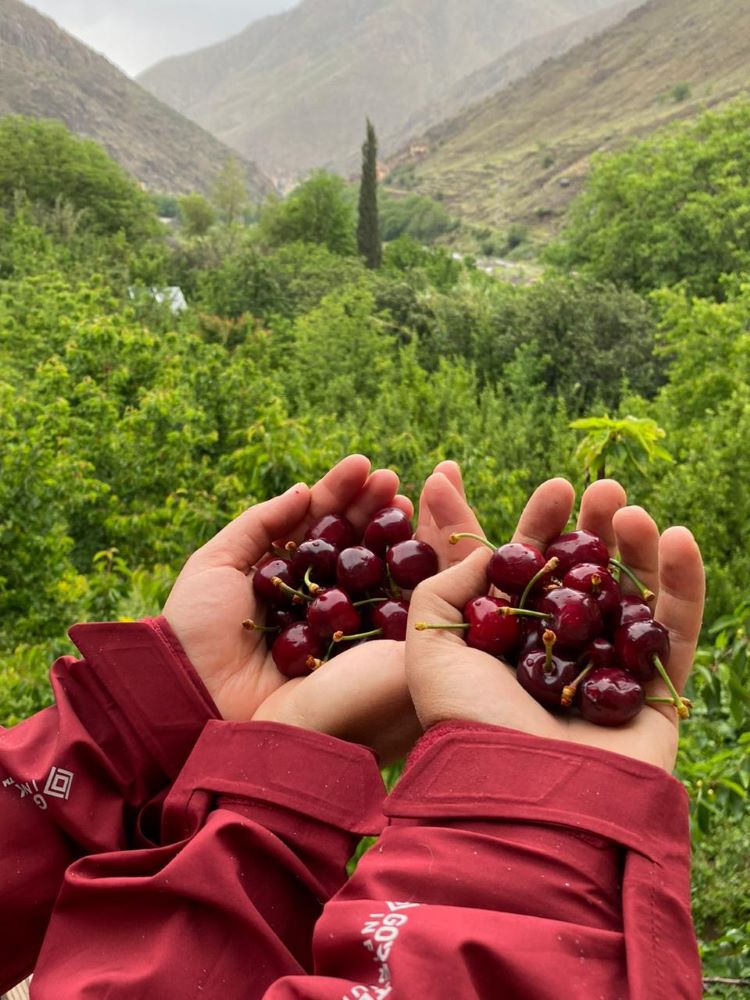 مهرجان حب الملوك صفرو