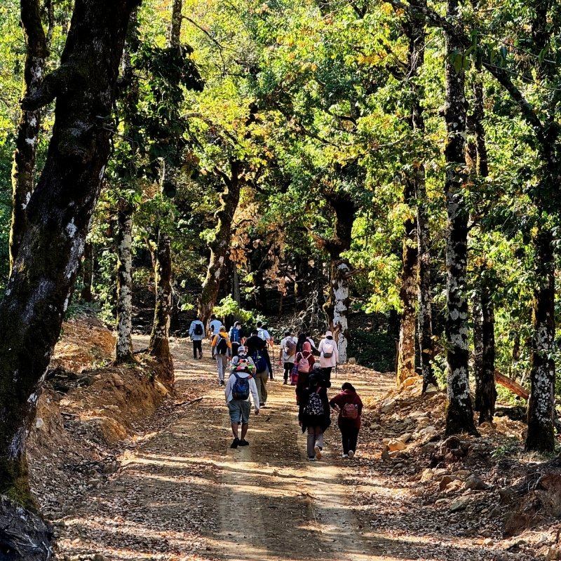 Groupe de visiteurs marchant sur un sentier forestier dans le parc de Bouhachem