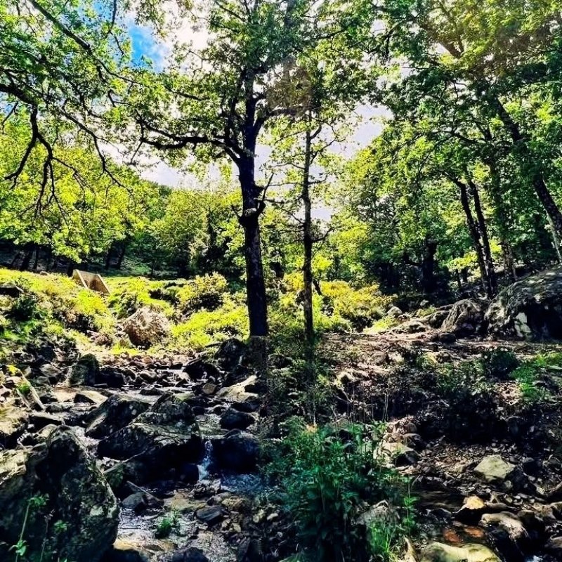 Petit cours d’eau entre les rochers et les arbres dans le parc de Bouhachem