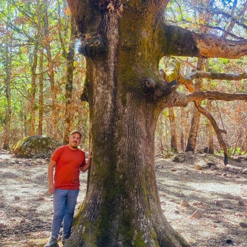 Grand arbre ancien au cœur des forêts du mont Kerboue et du parc de Bouhachem
