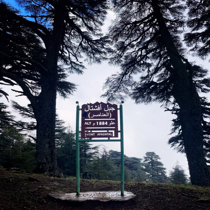 Panneau du mont Afchtal au milieu des cèdres