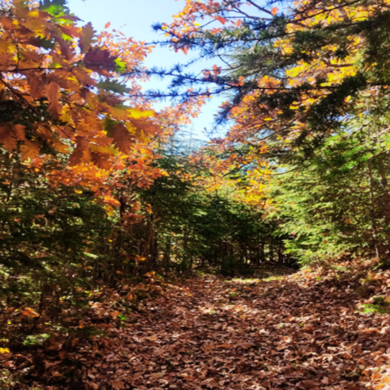 Sentier de randonnée dans la forêt du mont Afchtal